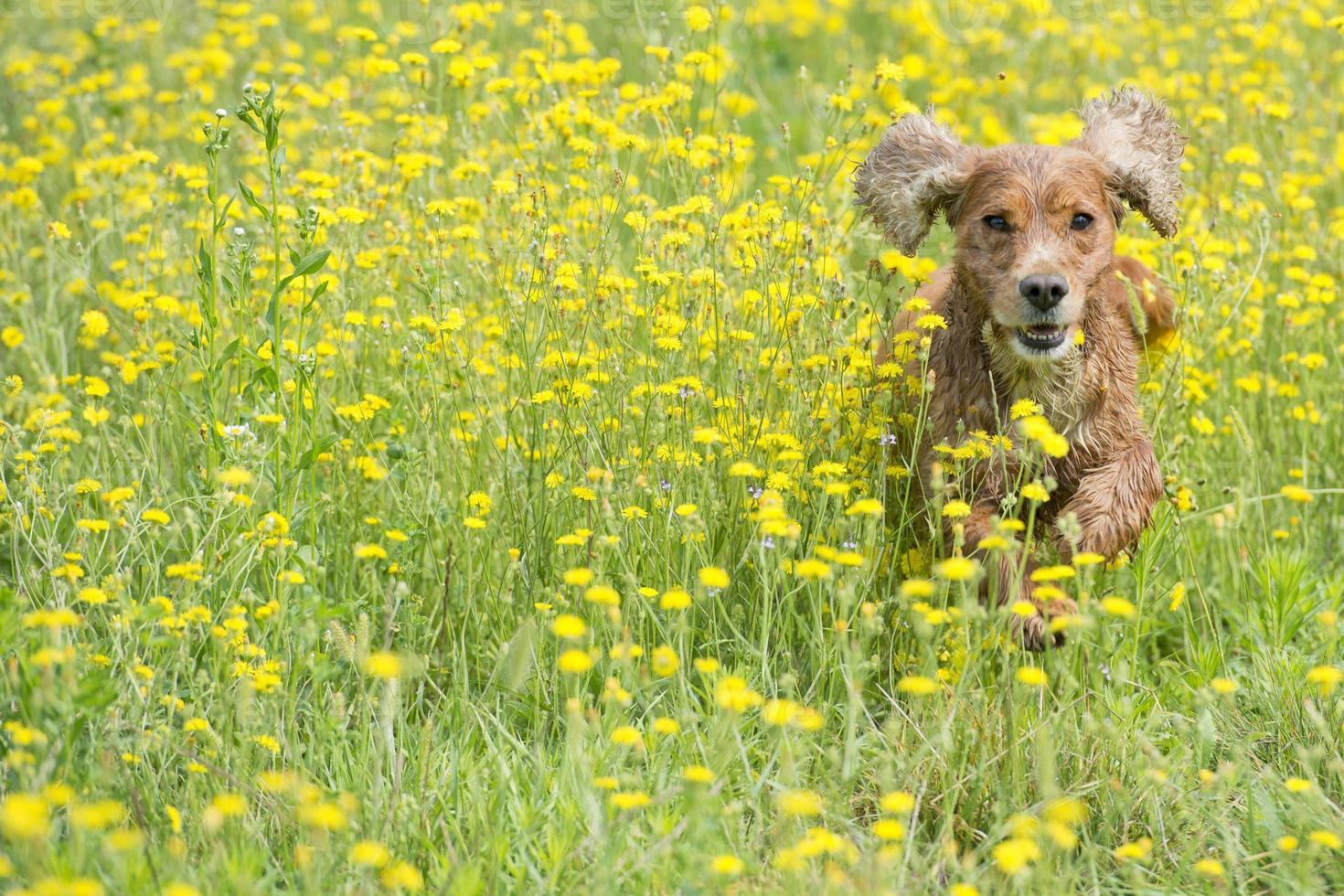 engelsk valp cockerspaniel spaniel hund på de gräs bakgrund foto