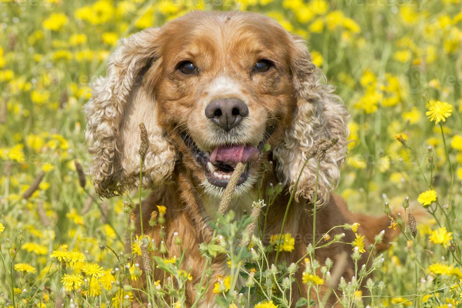 engelsk valp cockerspaniel spaniel hund på de gräs bakgrund foto