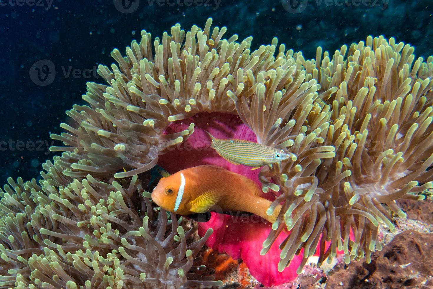 clown fisk inuti rosa lila anemon foto