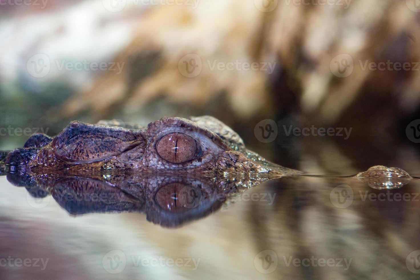 krokodil alligator kajman öga stänga upp foto