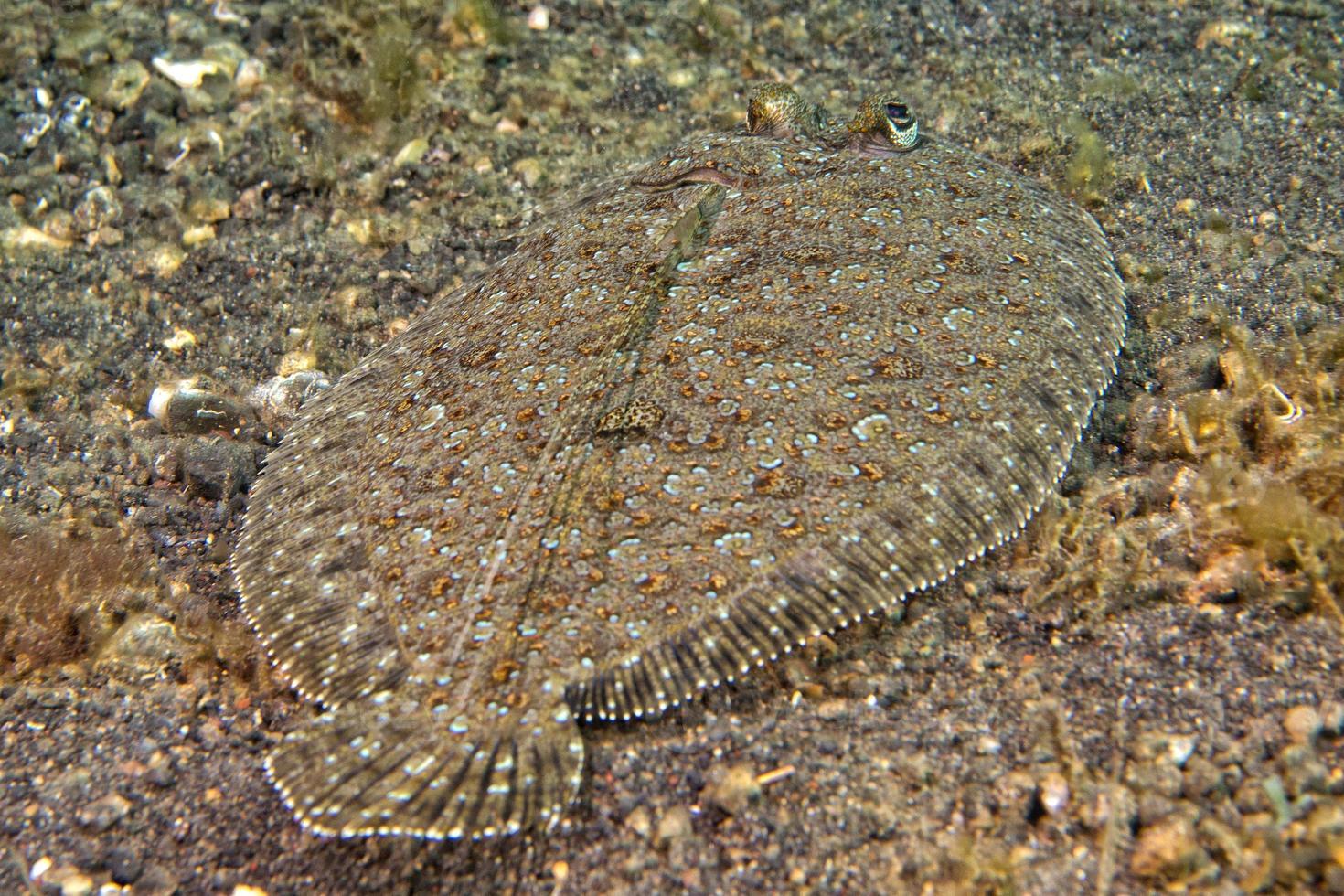 en platt fisk ögon detalj medan dölja i de sand i indonesien foto