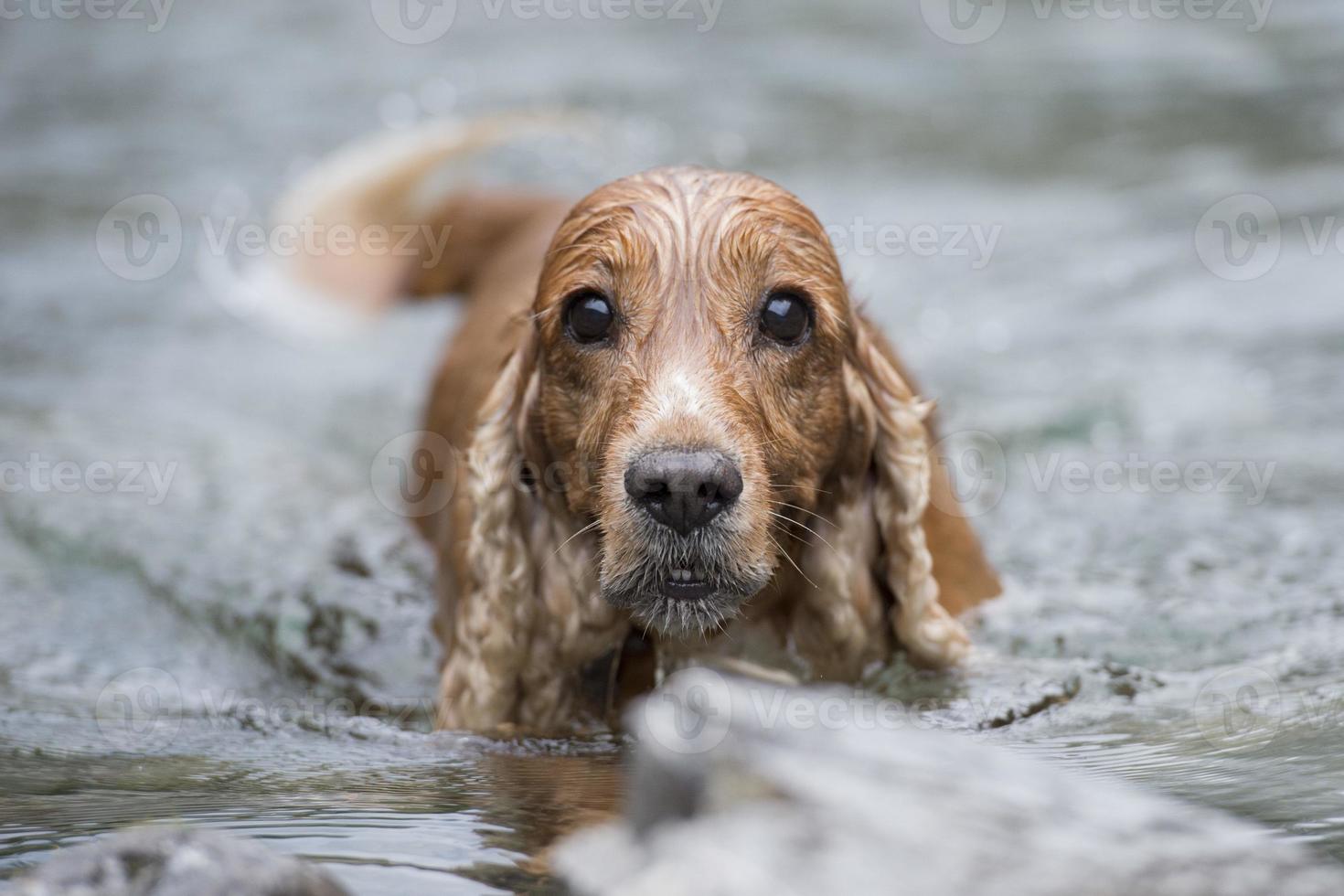 glad hund engelsk cocker spaniel medan du springer till dig foto