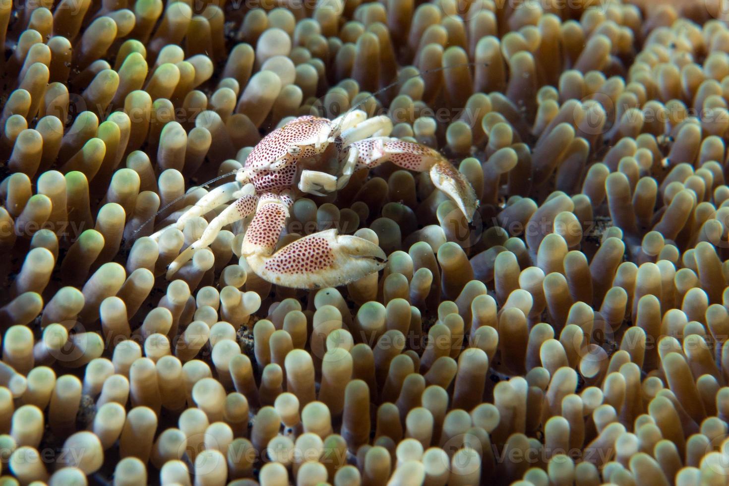 porslin krabba och clown fisk inuti anemon foto