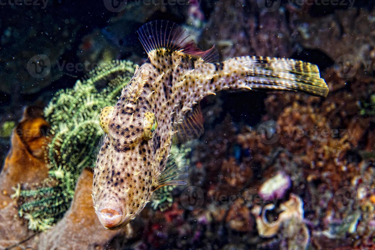 avtryckare fisk under vattnet foto