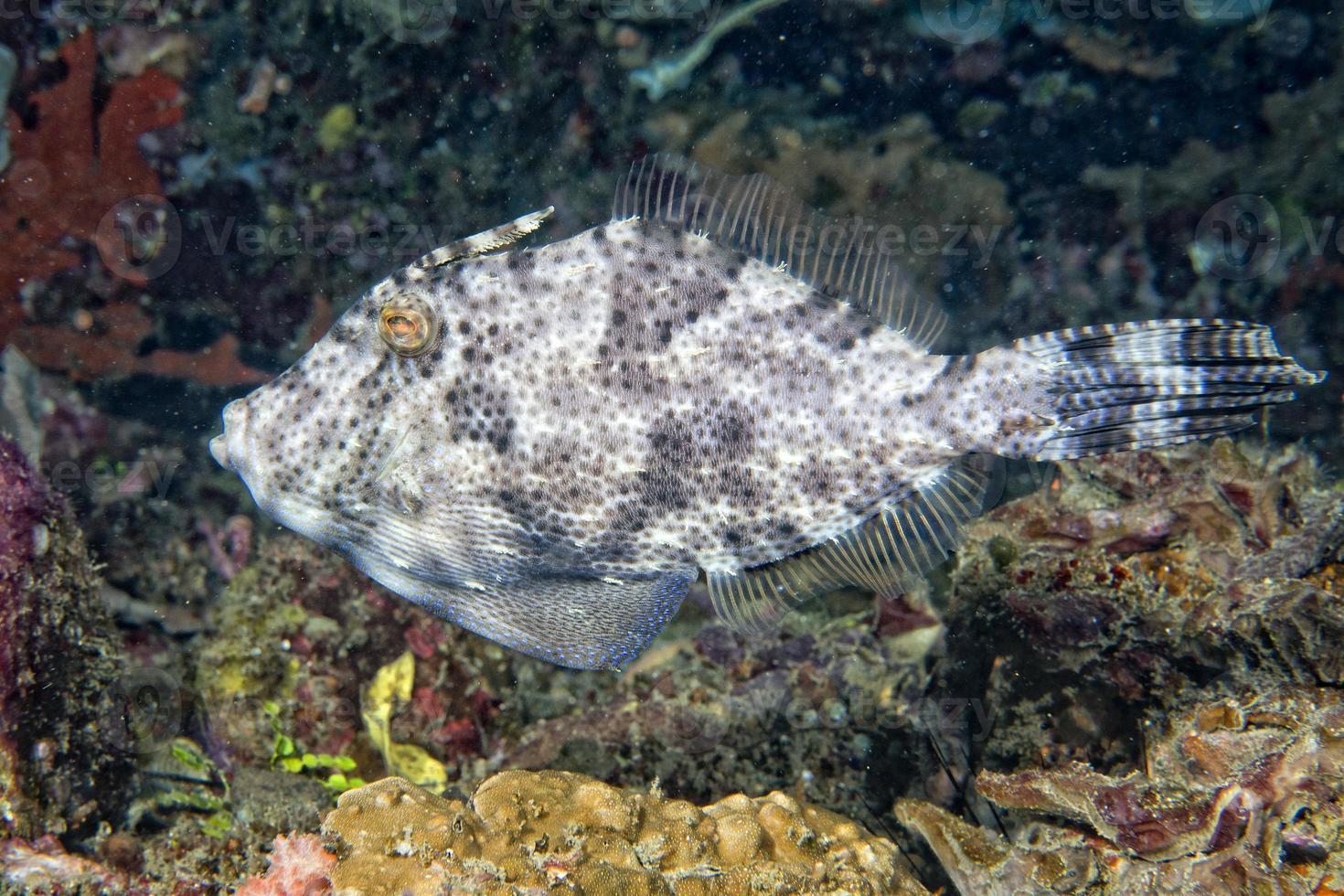 avtryckare fisk under vattnet foto