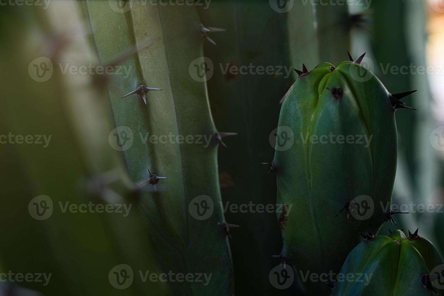 stänga upp av stor taggar på kaktus växt foto