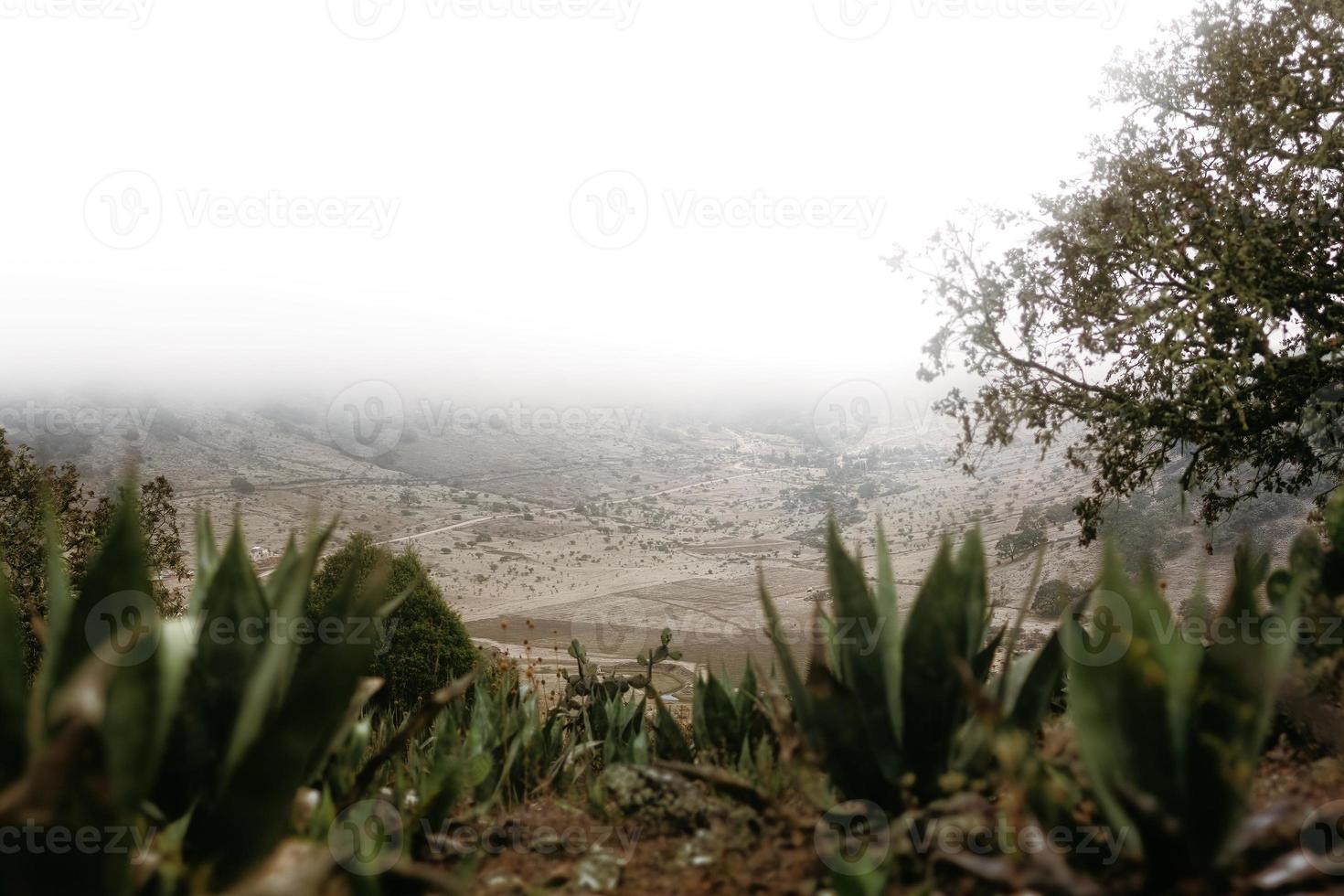 mexikansk landskap med kaktus och agaves foto