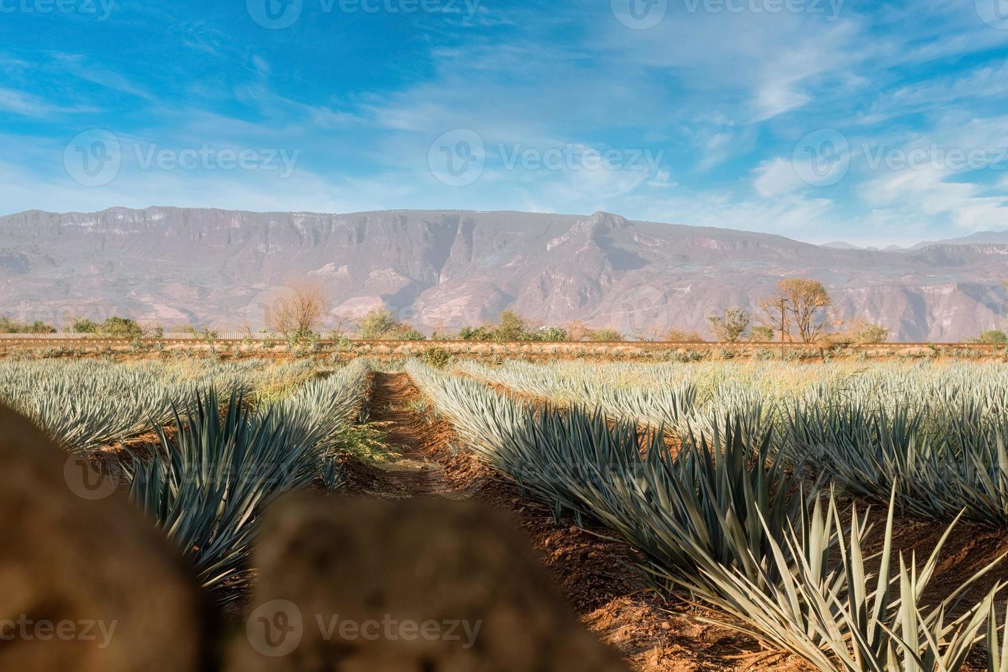 agave fält för tequila produktion, jalisco, mexico foto