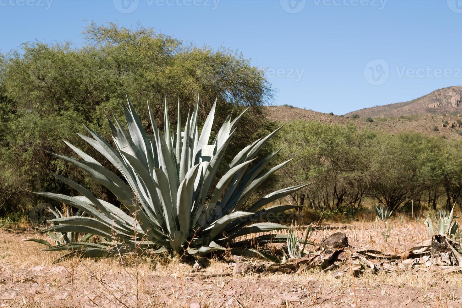 maguey med blå himmel i de bakgrund och copy på rätt foto