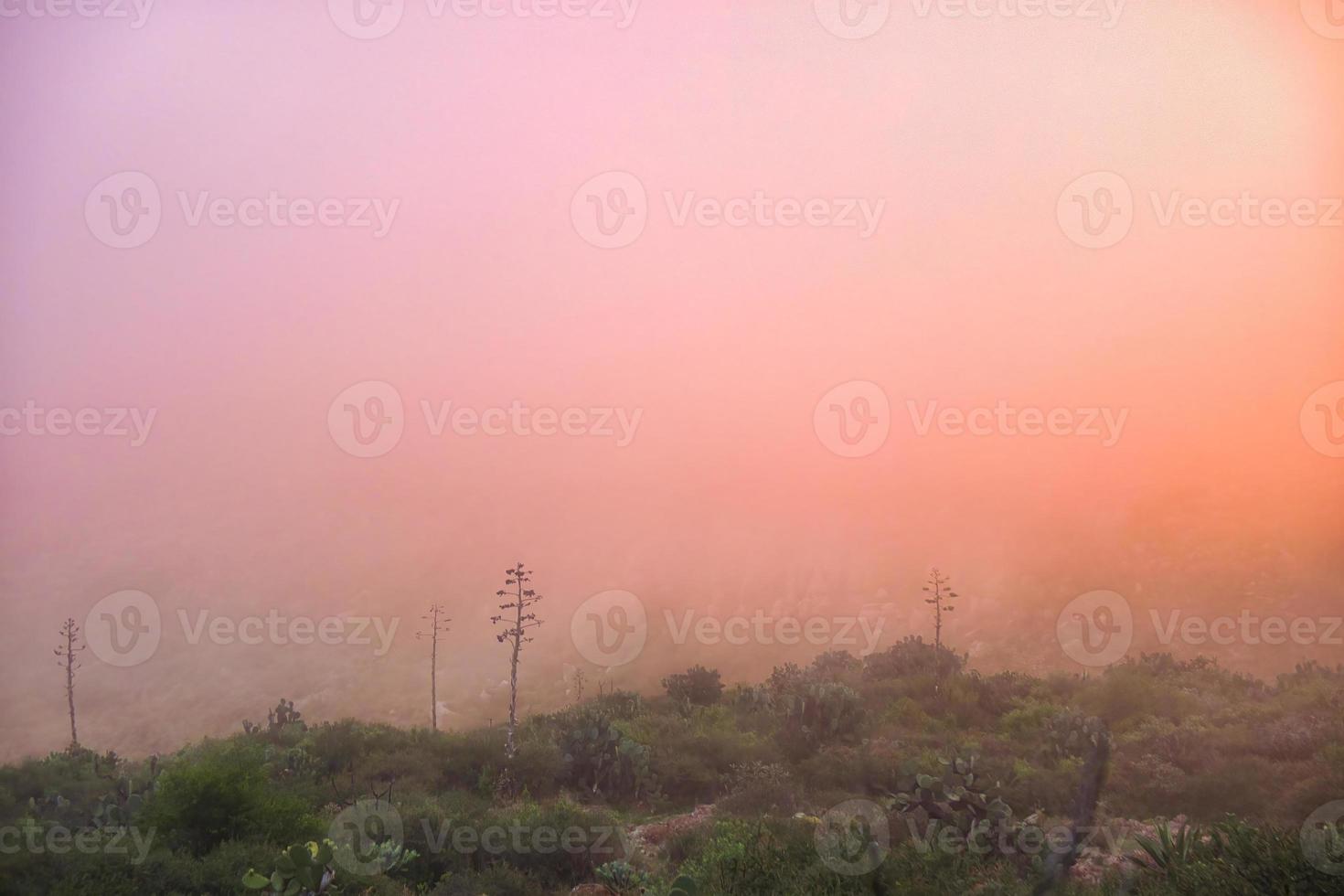 mexikansk landskap med opuntia och röd himmel i de morgon- till vandring foto