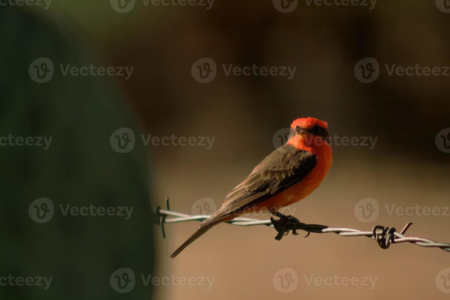 robin vinge röd fågel från mexico foto