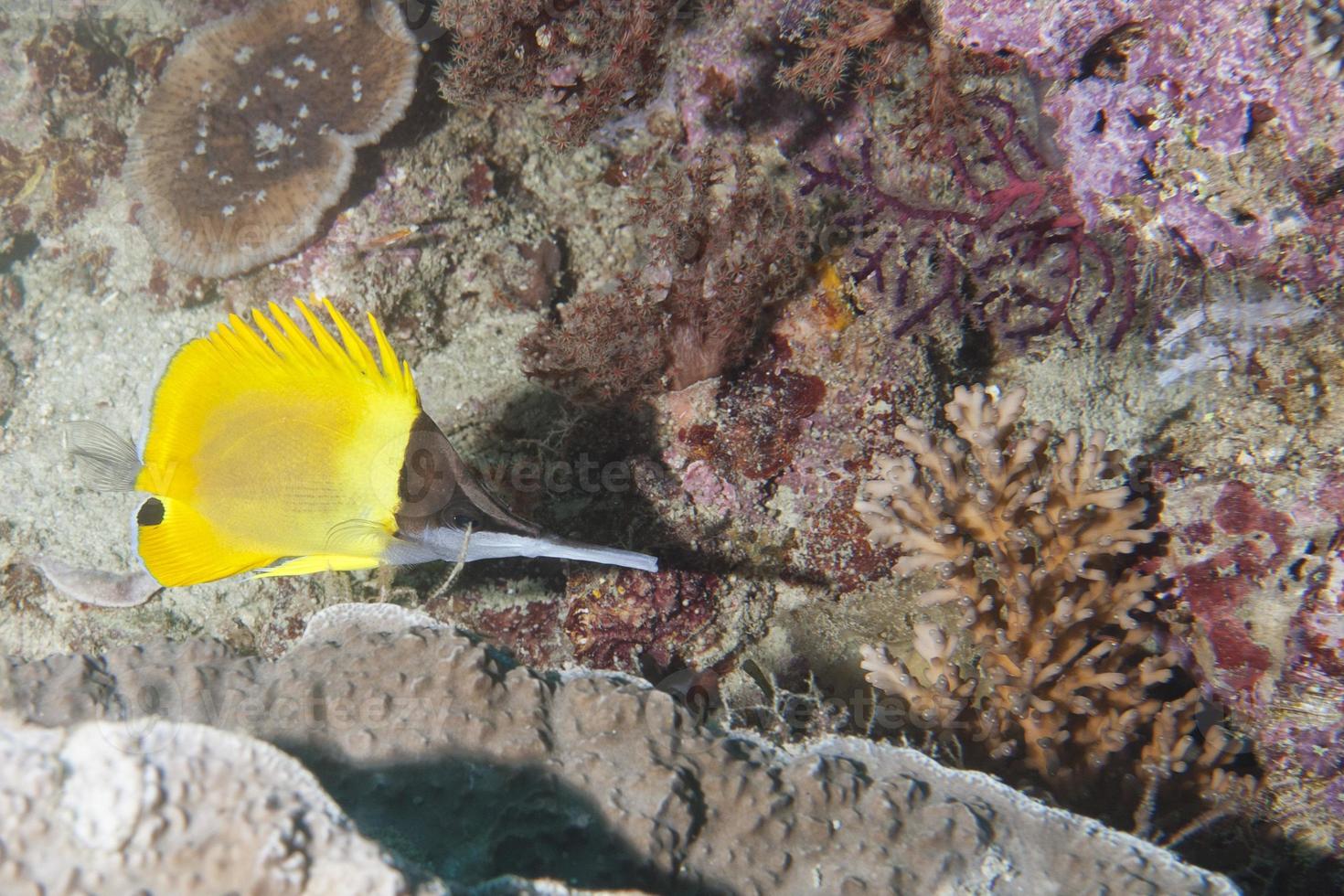 ängel gul fisk foto