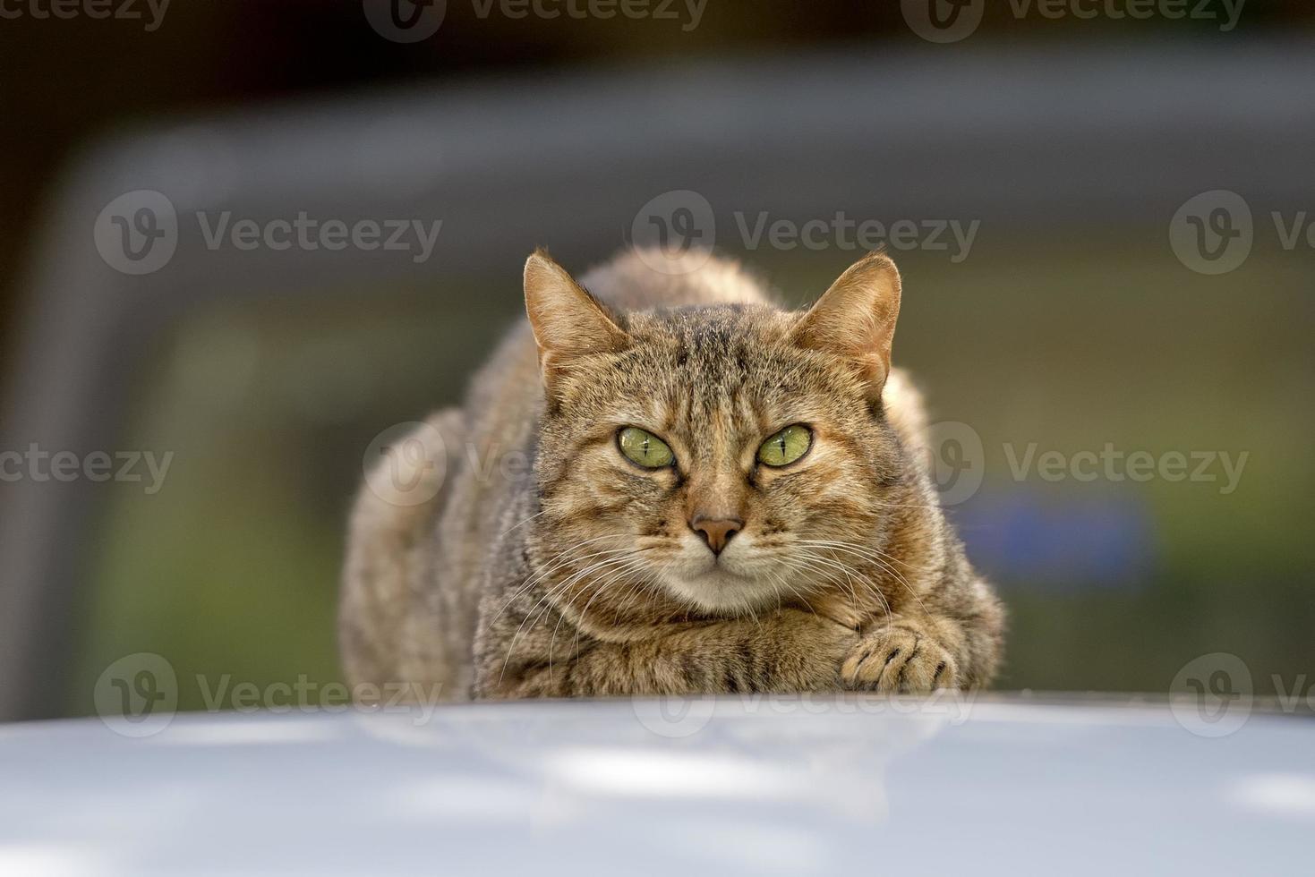 vit och brun katt ser på du foto