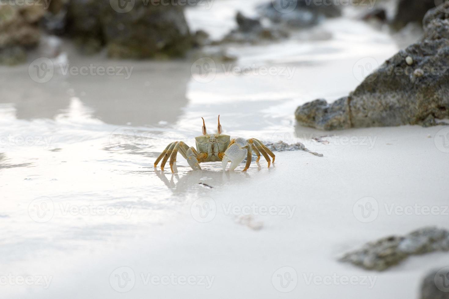 krabba på de sand på solnedgång foto