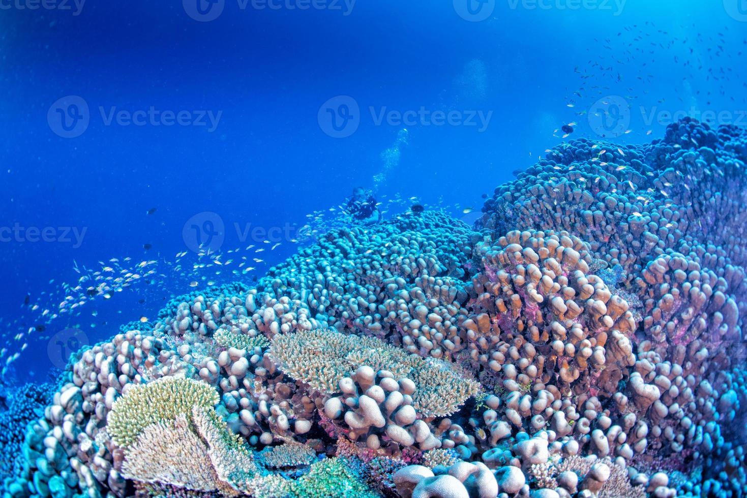 maldiverna koraller hus för fiskar foto