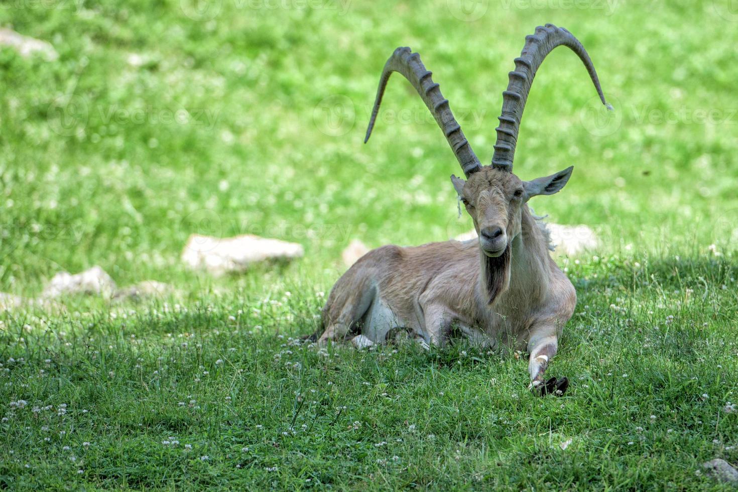 rådjur stenbock lång horn får Steinbock foto