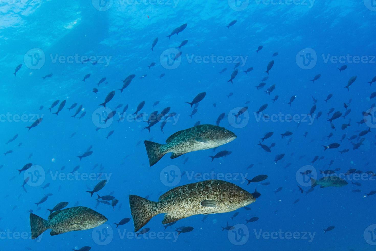 grupperare sweetlips skola av fisk under vattnet foto