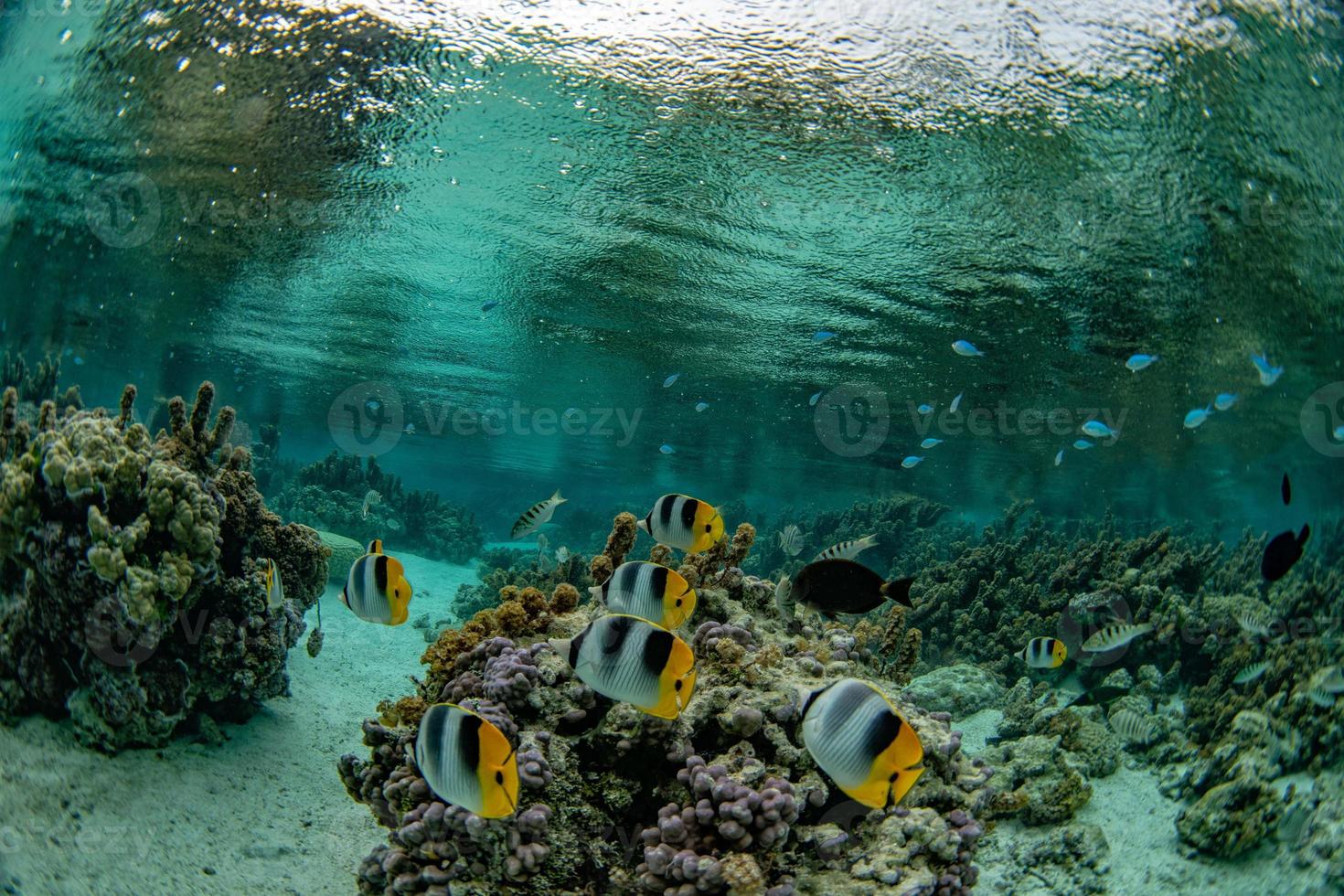 snorkling i franska polynesien korall rev trädgårdar under de regn foto