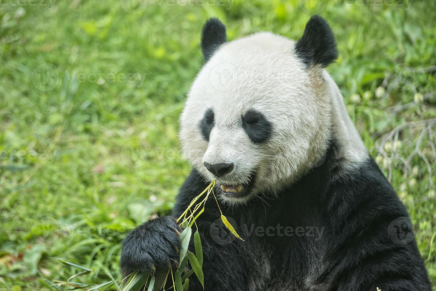 jätte panda medan äter bambu foto