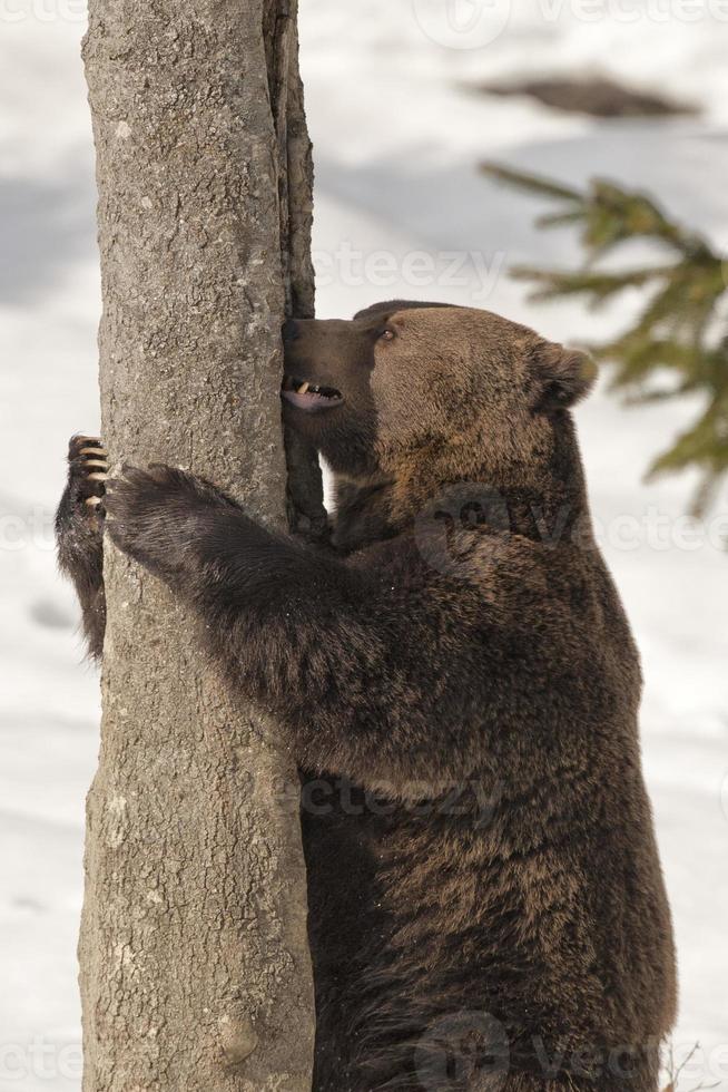 en svart Björn brun grizzly i de snö bakgrund foto