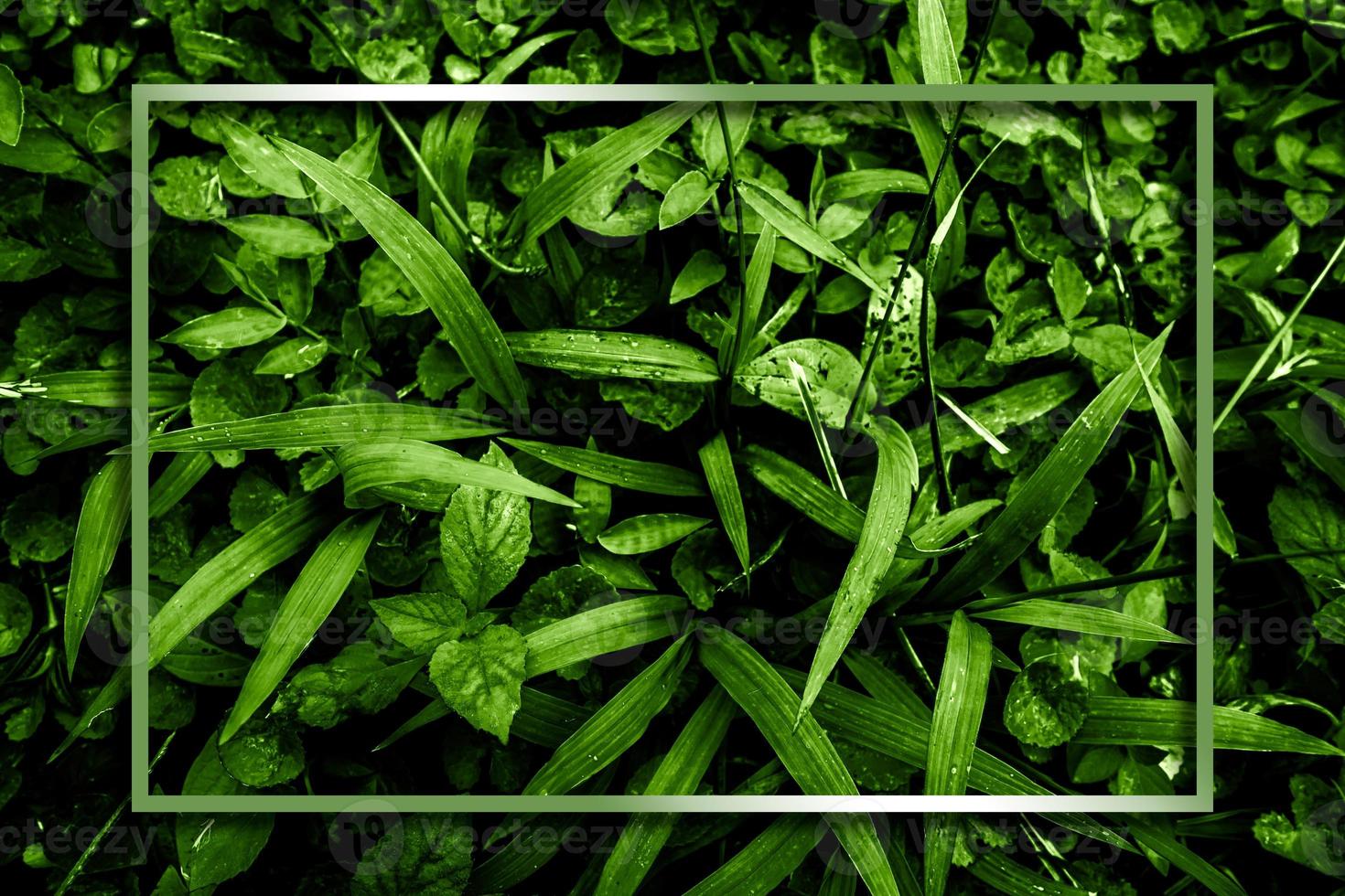 grön natur bakgrund med ram för text. foto