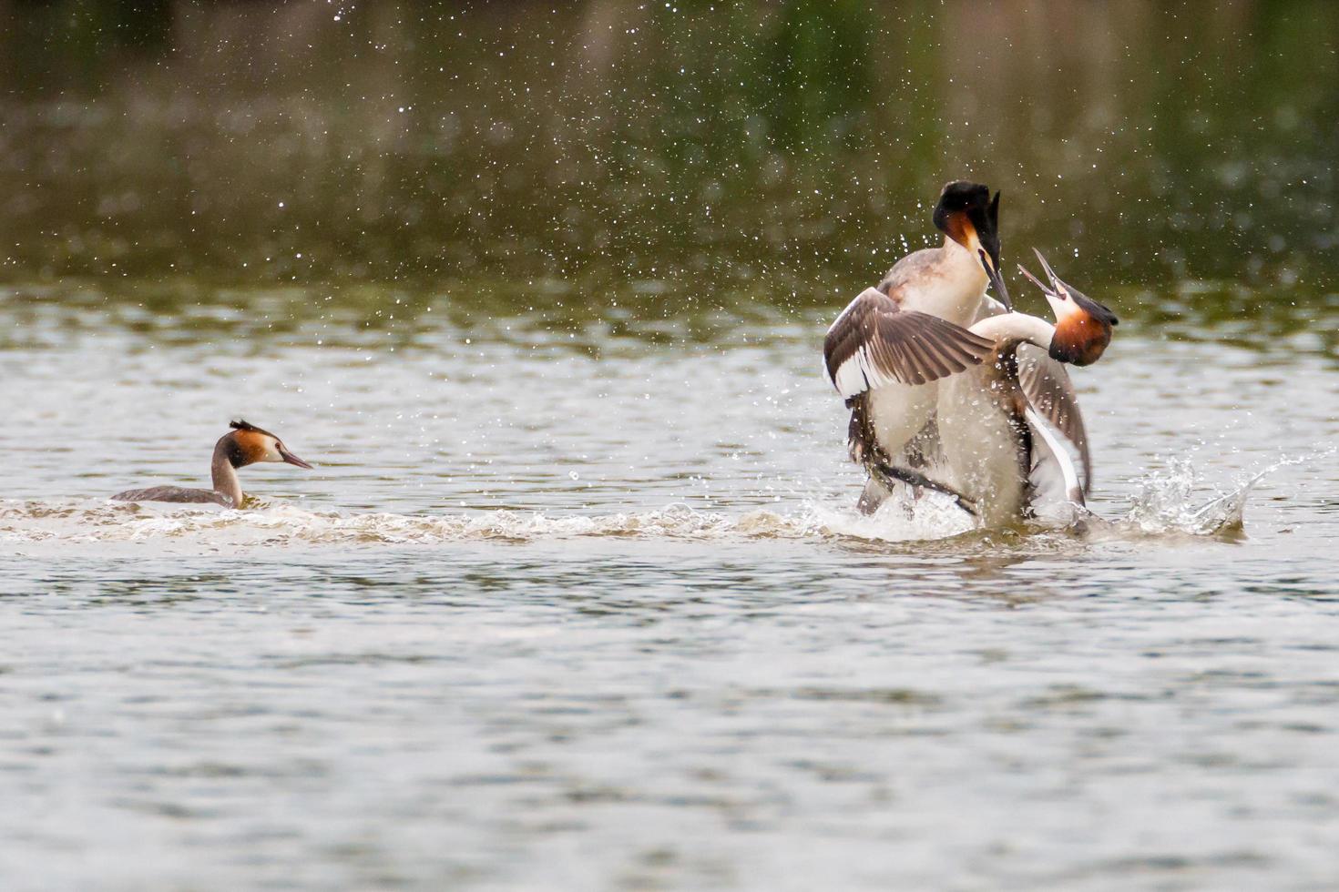 stora krönade grebes slåss foto