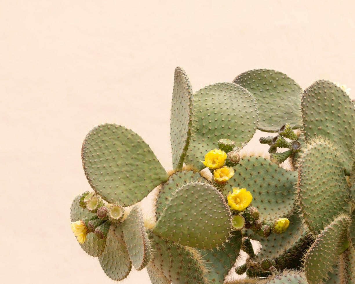 gul kaktusblomma opuntia ficus foto