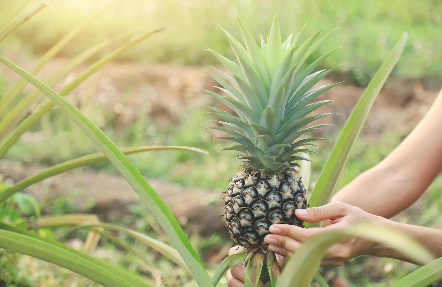 person som skördar en ananas foto