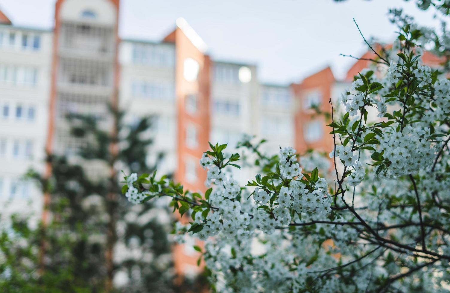 vita körsbär blommar träd foto