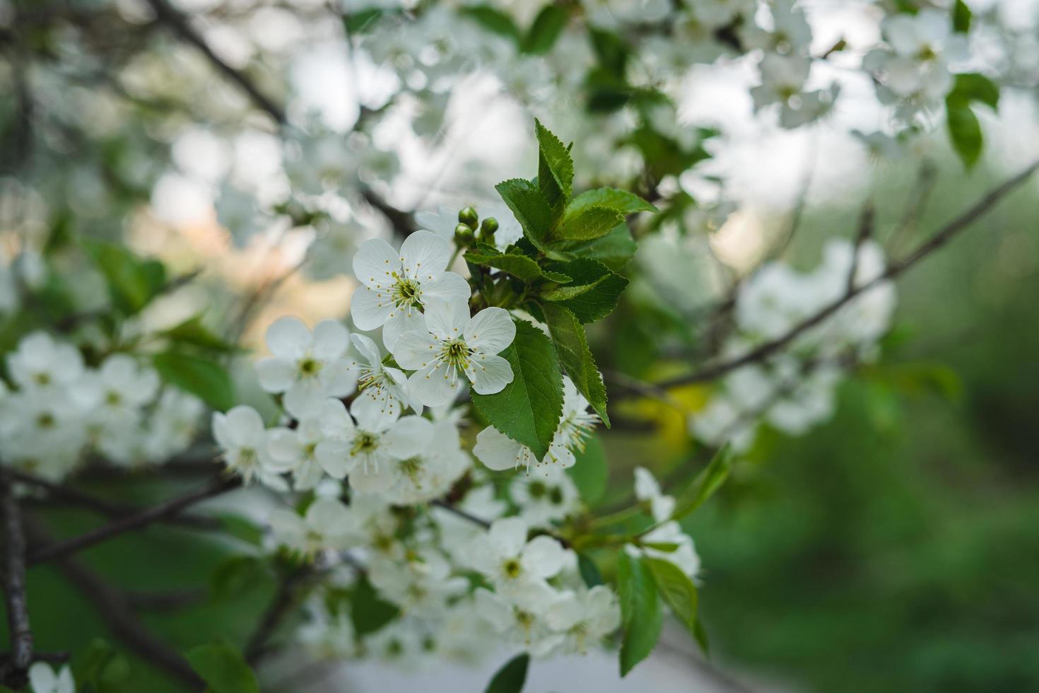 vita blommor på träd foto
