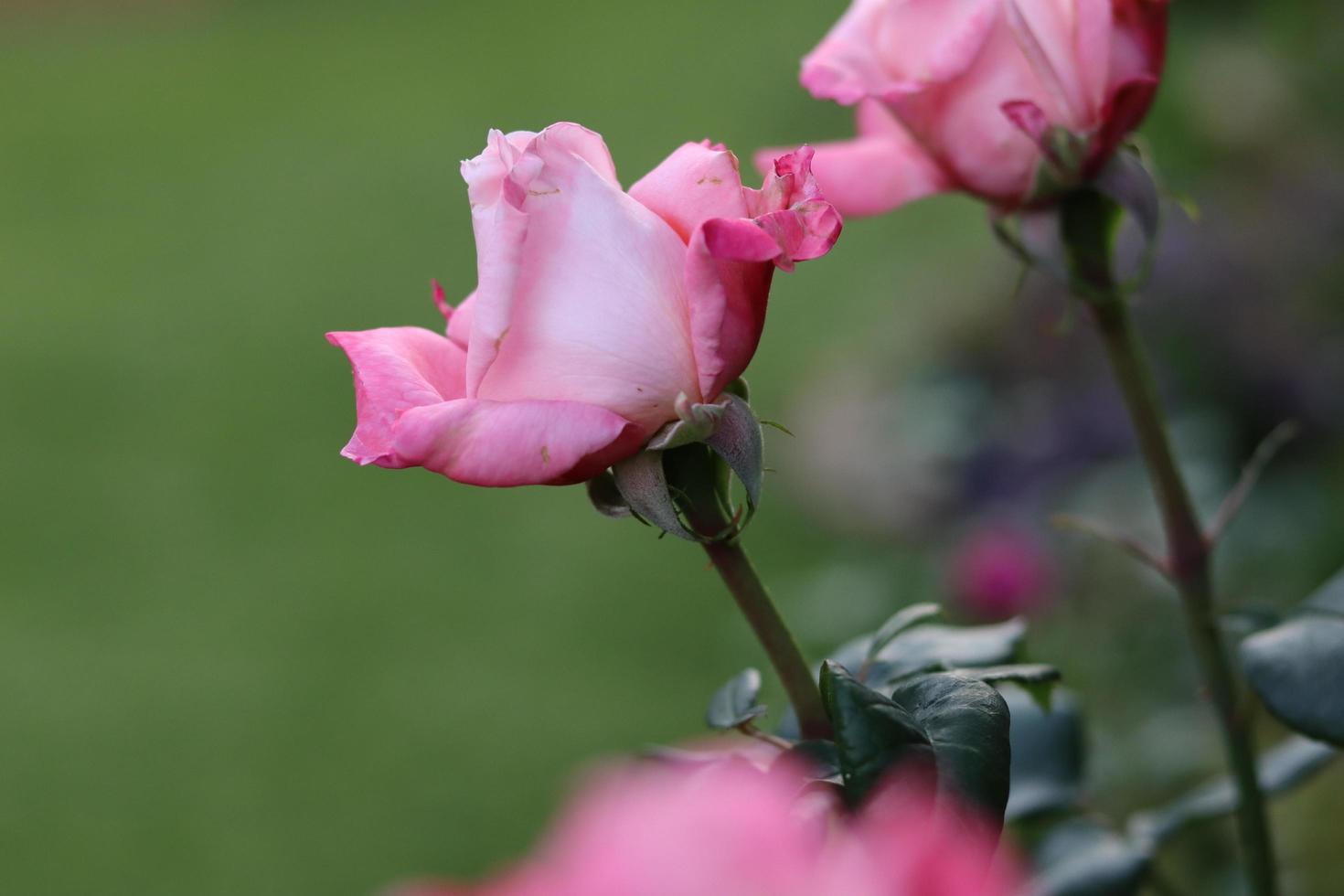 närbild av rosa rosor foto