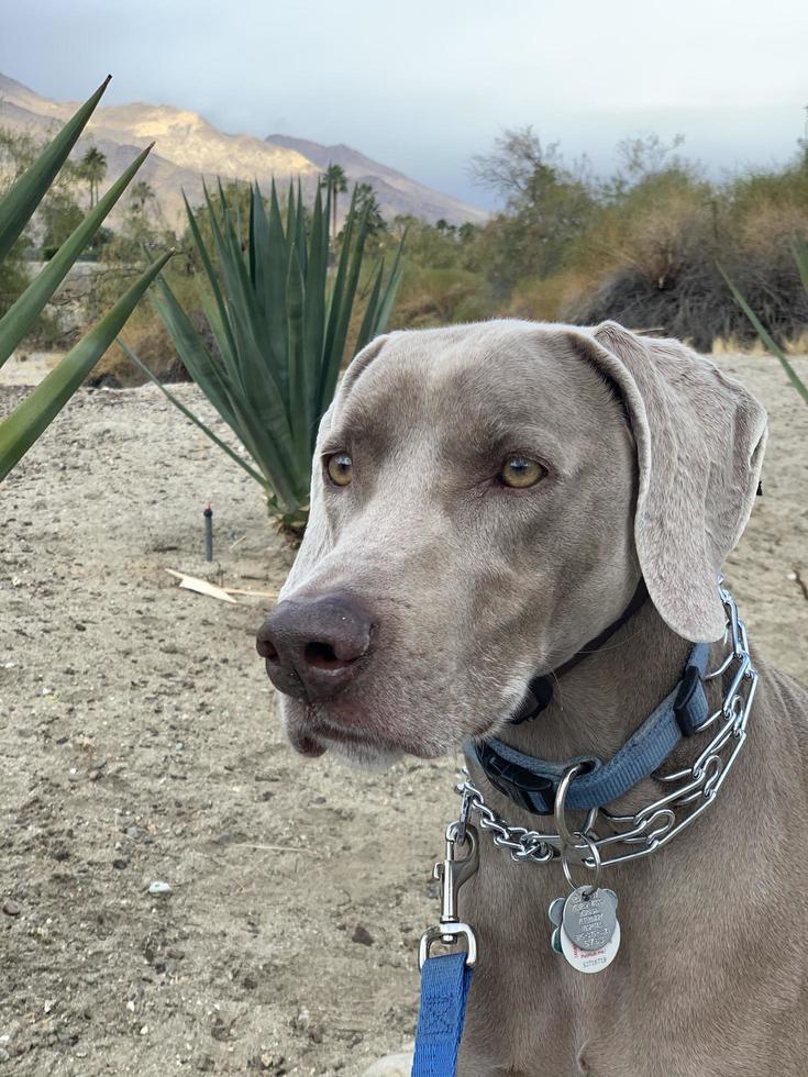 weimaraner med en koppel på i en park foto