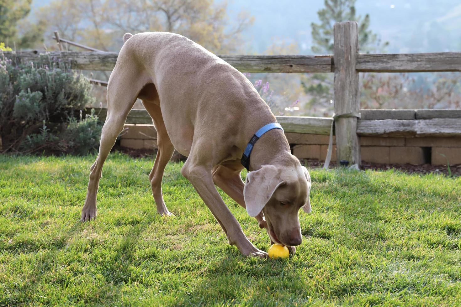 weimaraner som leker med en leksak i gräset foto