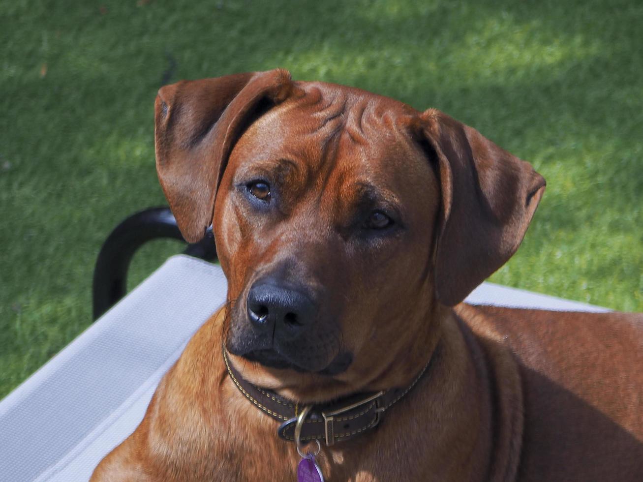 Rhodesian ridgeback vilar på en gräsmatta foto