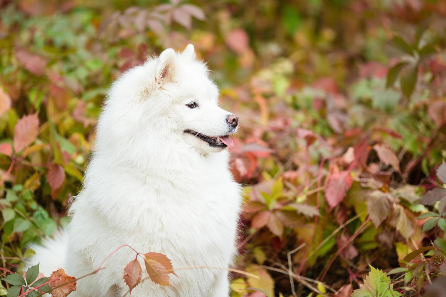 samoyed sitter utomhus i parken foto