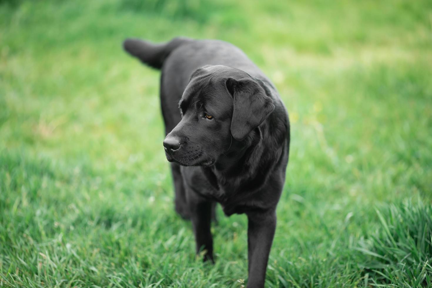 svart labrador retriever i gräs foto