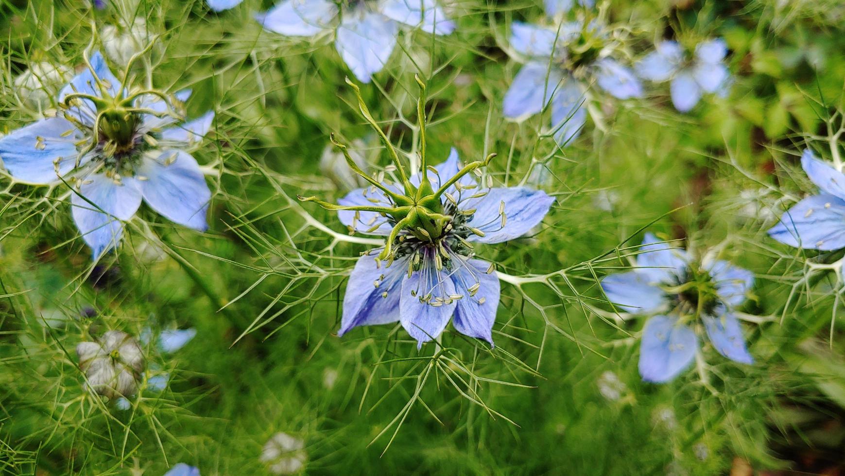 en trädgårdsblomma foto