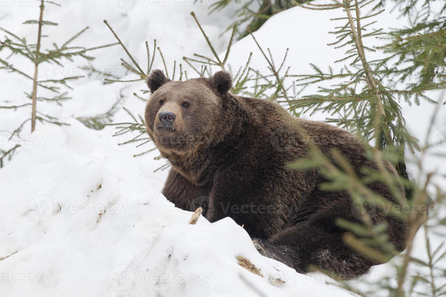 Björn brun grizzly porträtt i de snö foto