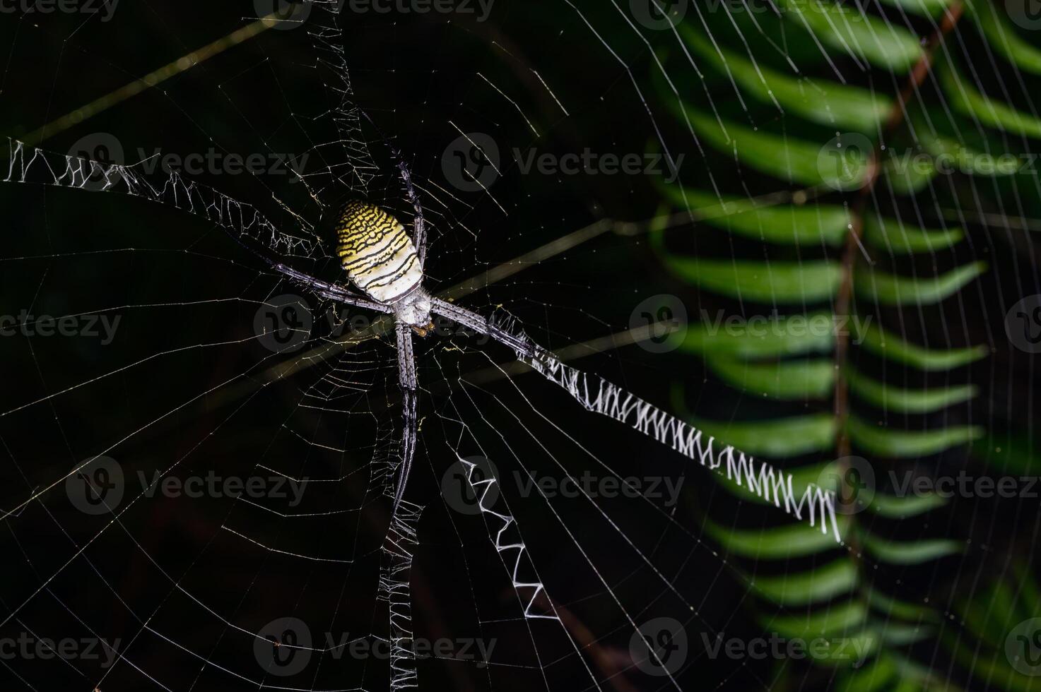 spindel på nätet i naturen foto