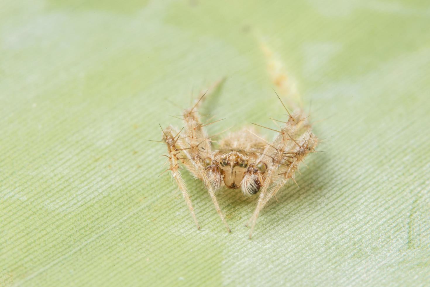 makro spindel korsar blad foto