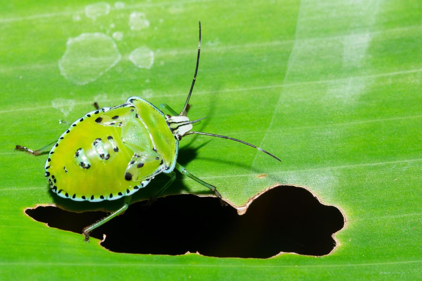 makro stink bugg på blad foto