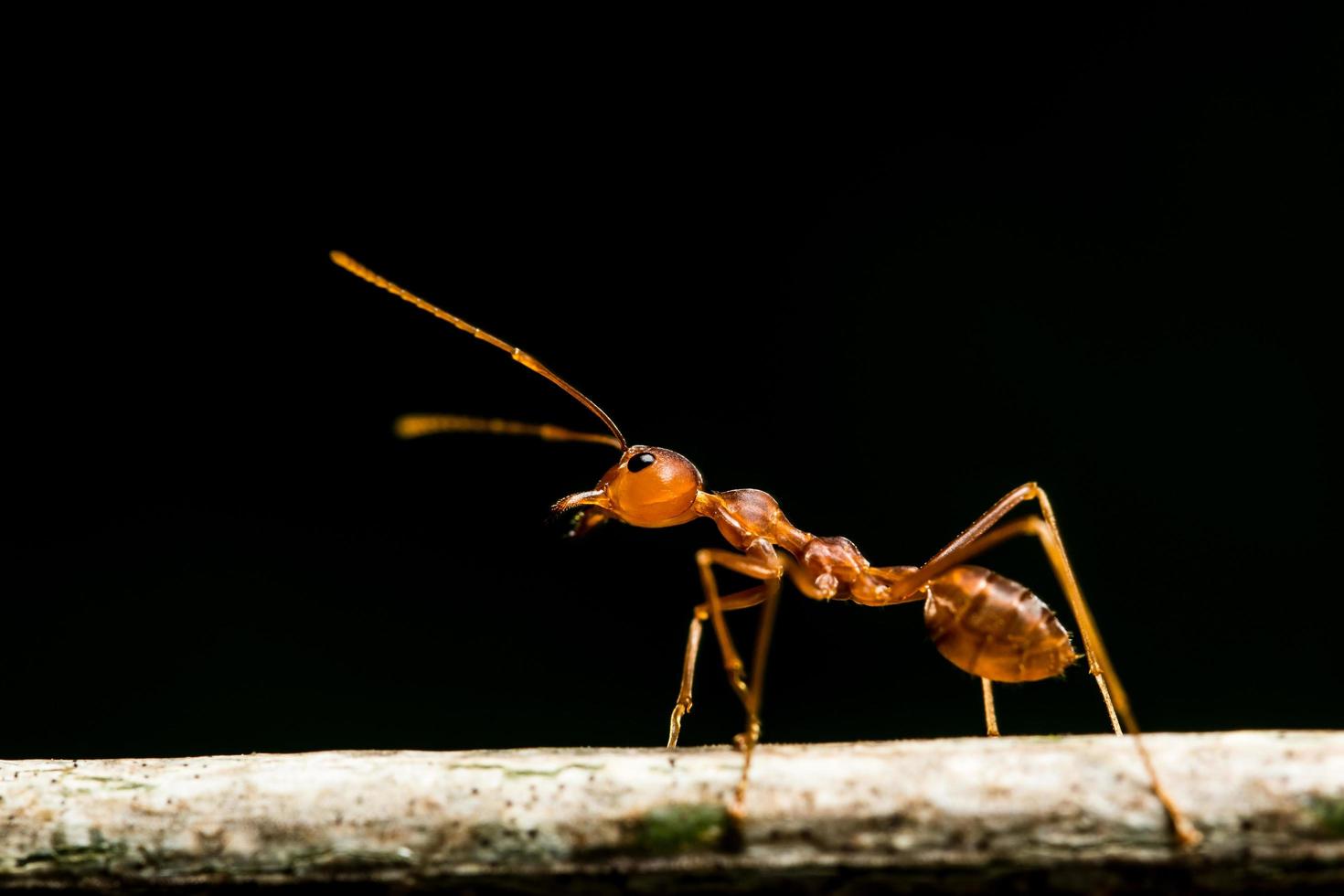 makro röd myra foto