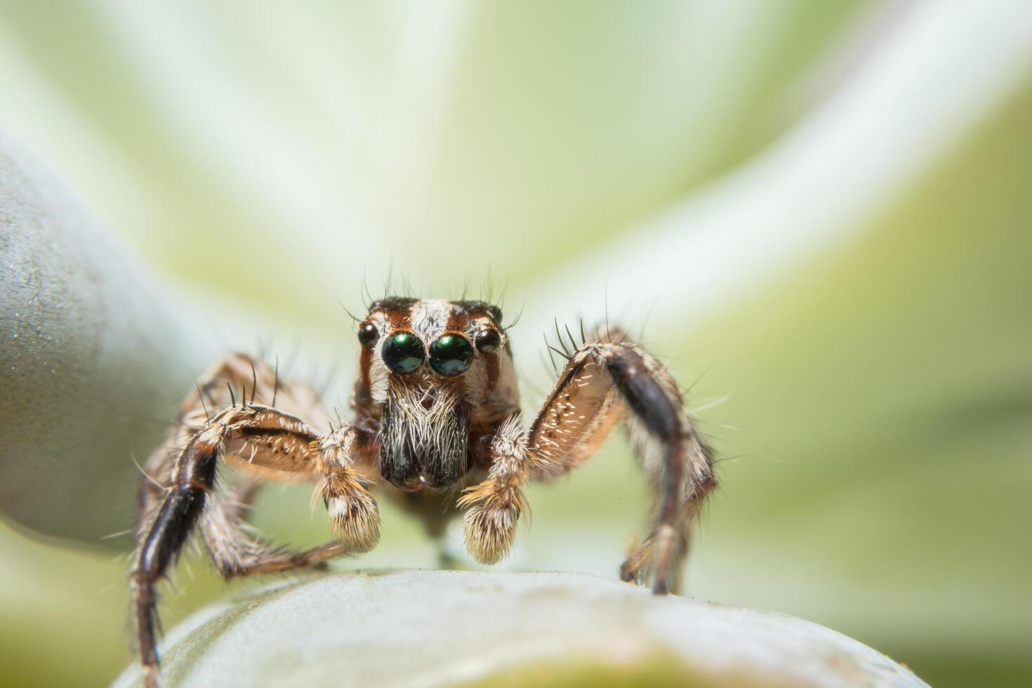 närbild spindel foto