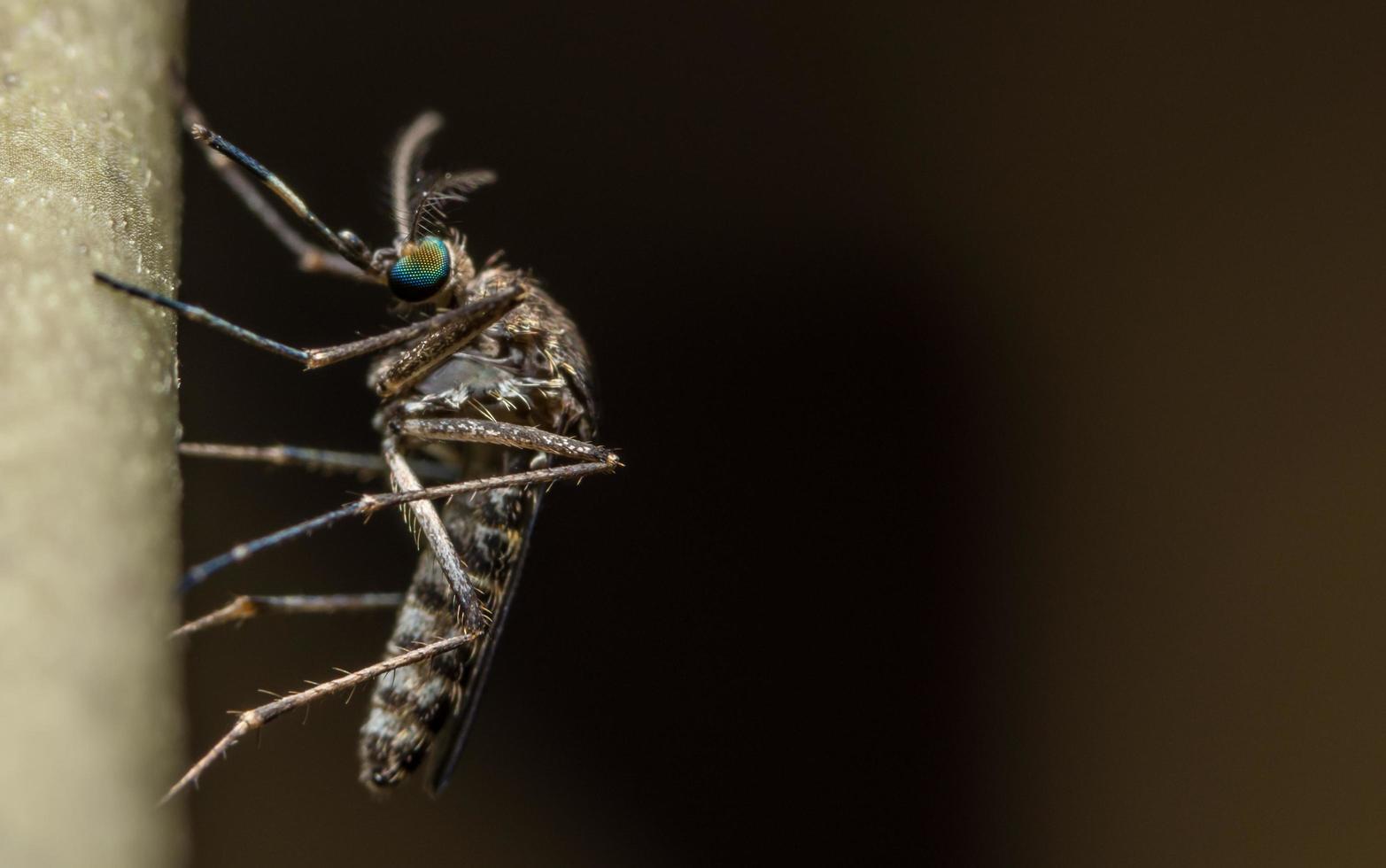 mygga på nära håll foto