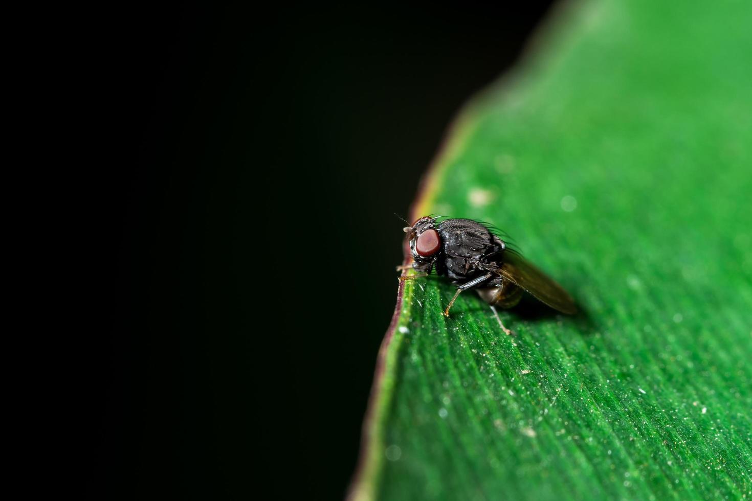 drosofila fluga på ett blad foto