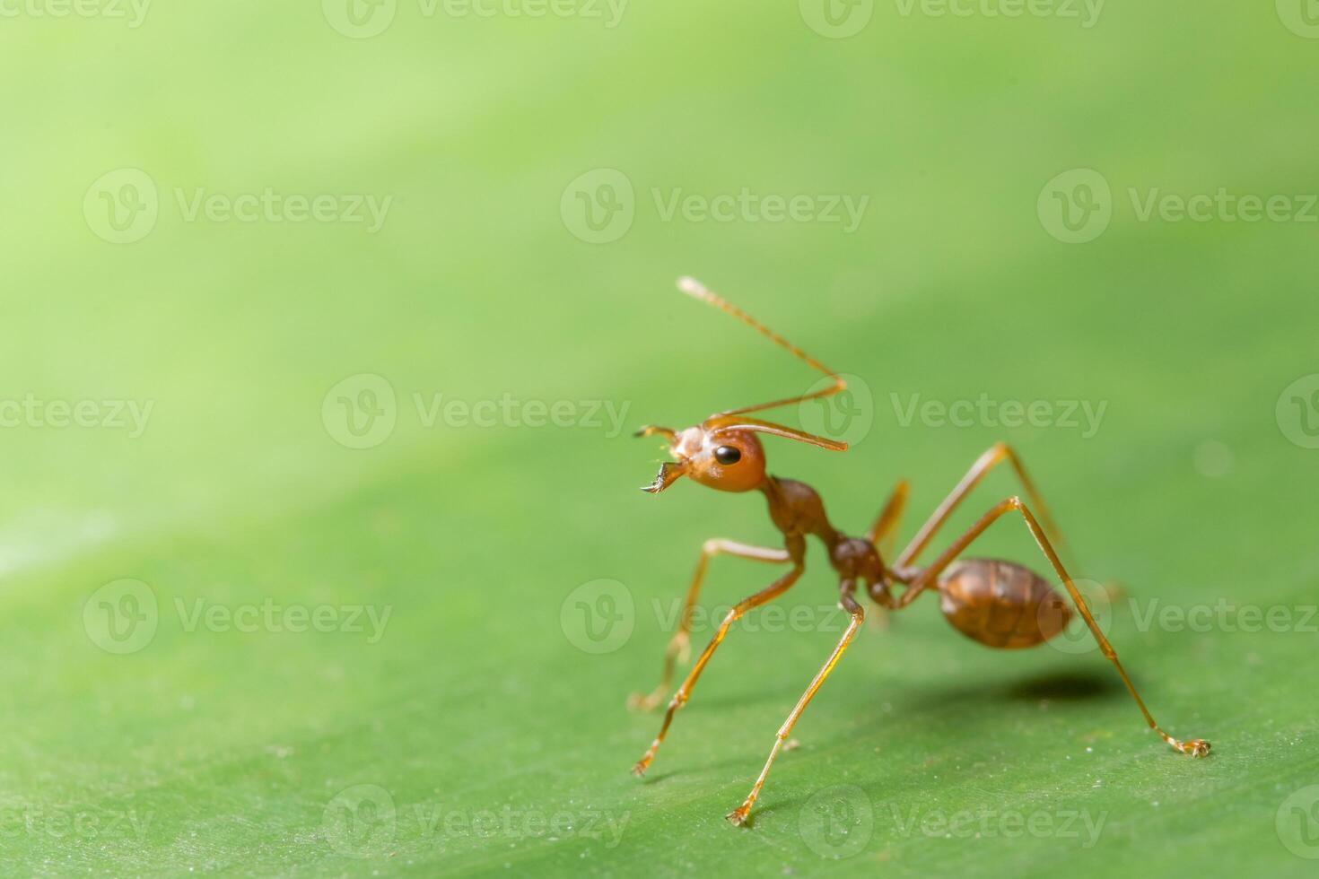 makro röd myra på blad foto