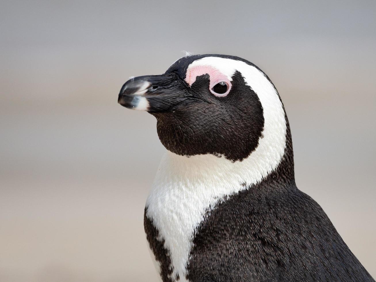 närbild av svartvit pingvin foto