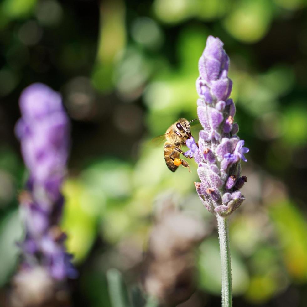 makro av honungbi på lavendel foto