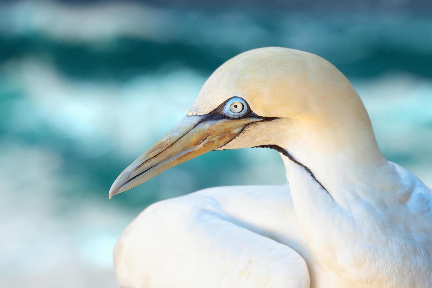 närbild av norra gannet foto