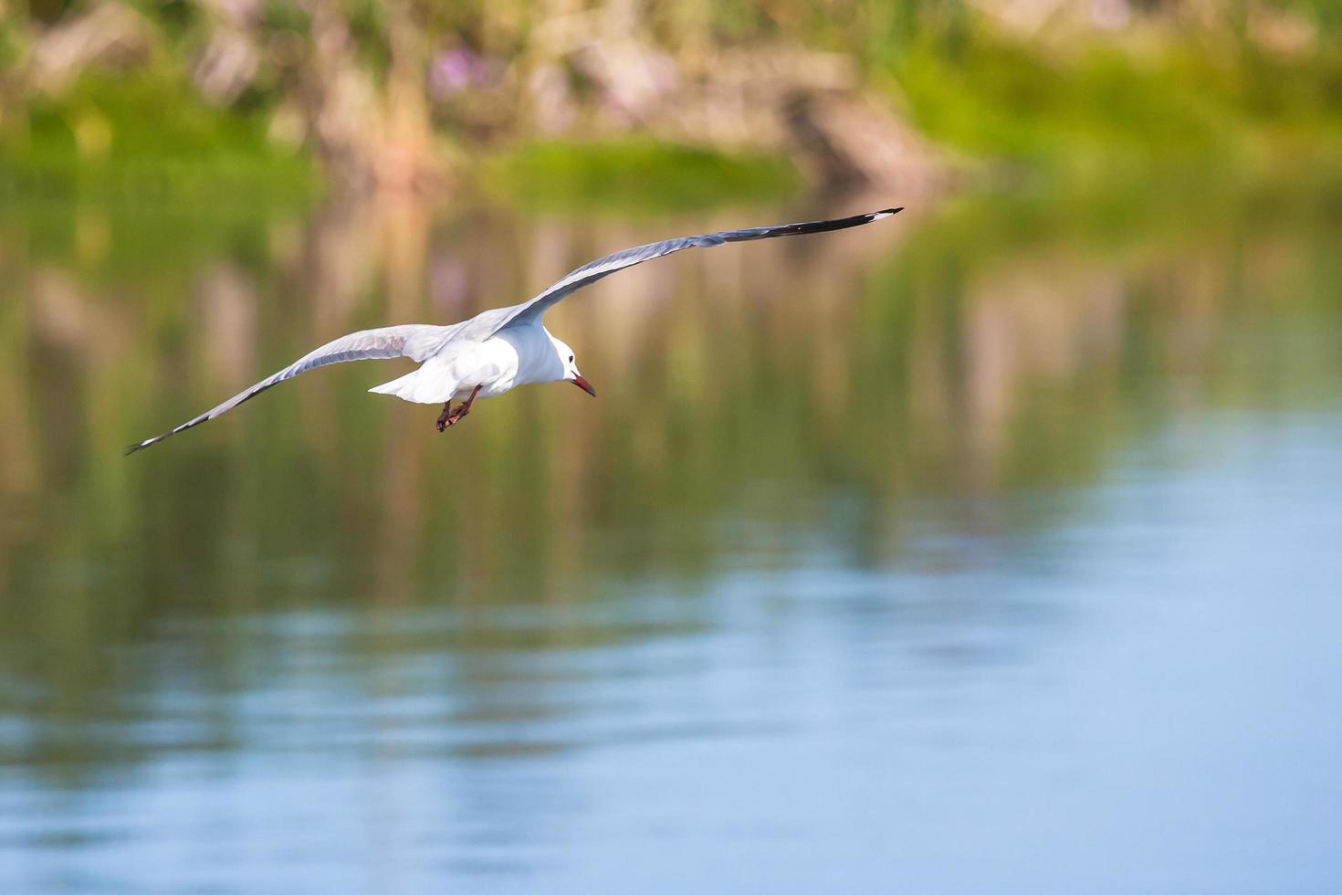 vit fjäderfågel som flyger ovanför vattnet foto